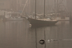 Foggy Morning at Smith's Cove